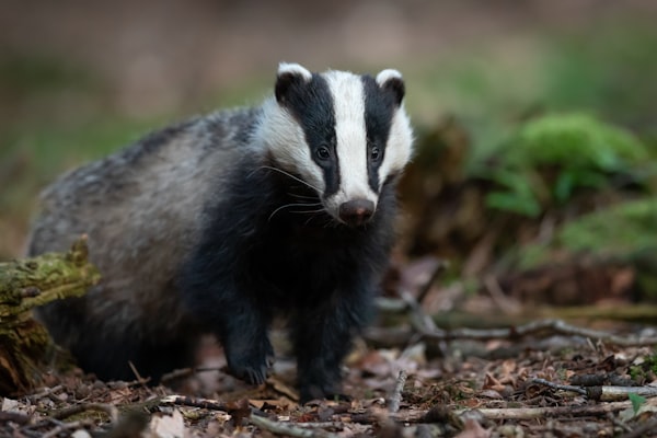 Are Badgers Really England's TB Problem?