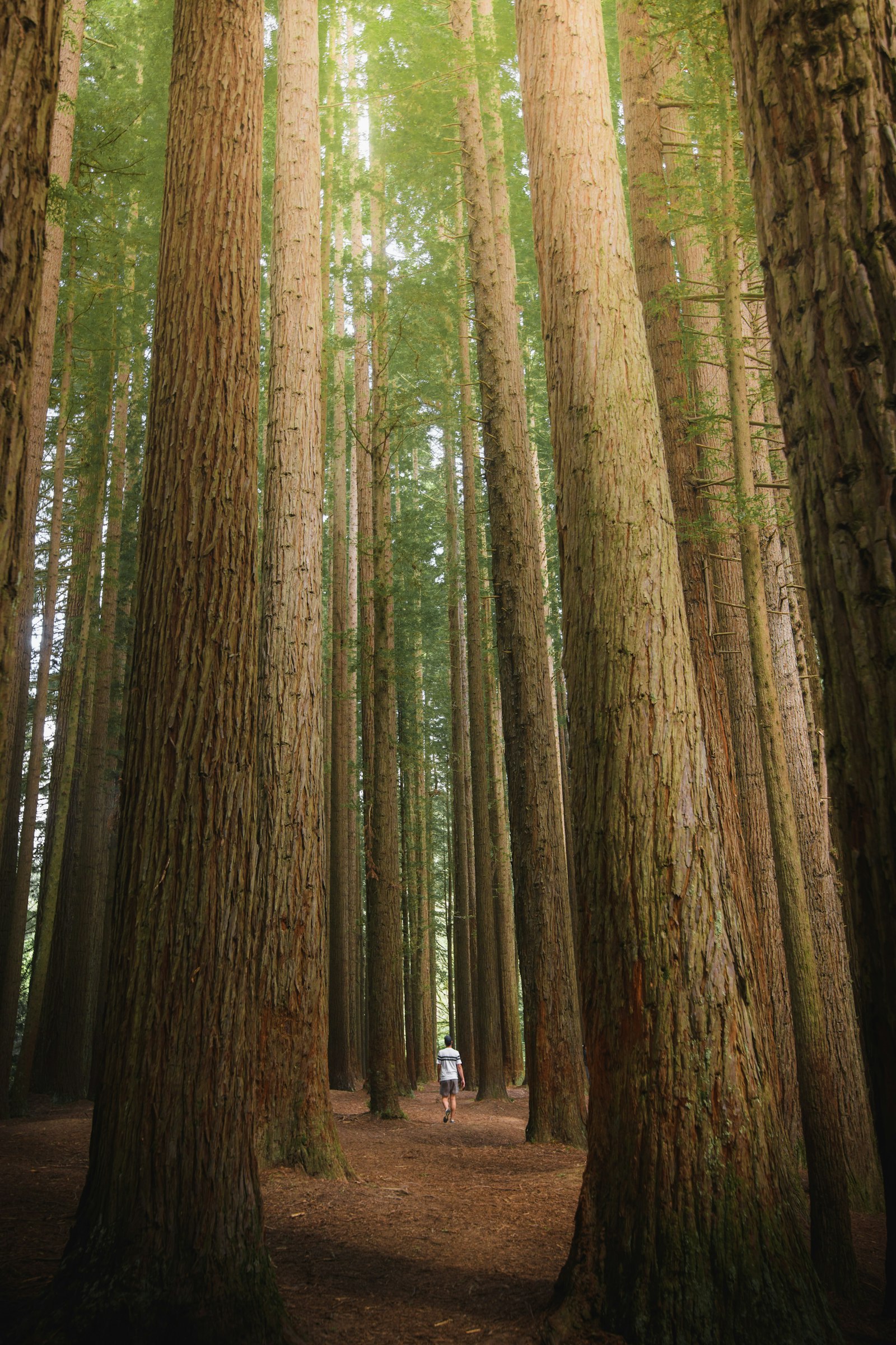 Tamron SP 15-30mm F2.8 Di VC USD G2 sample photo. Brown trees photography