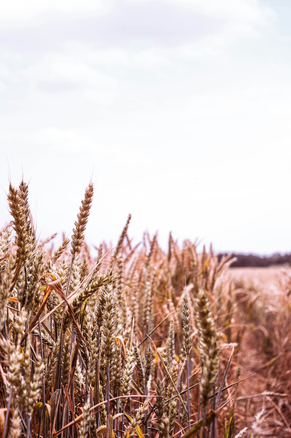 photo of brown wheat