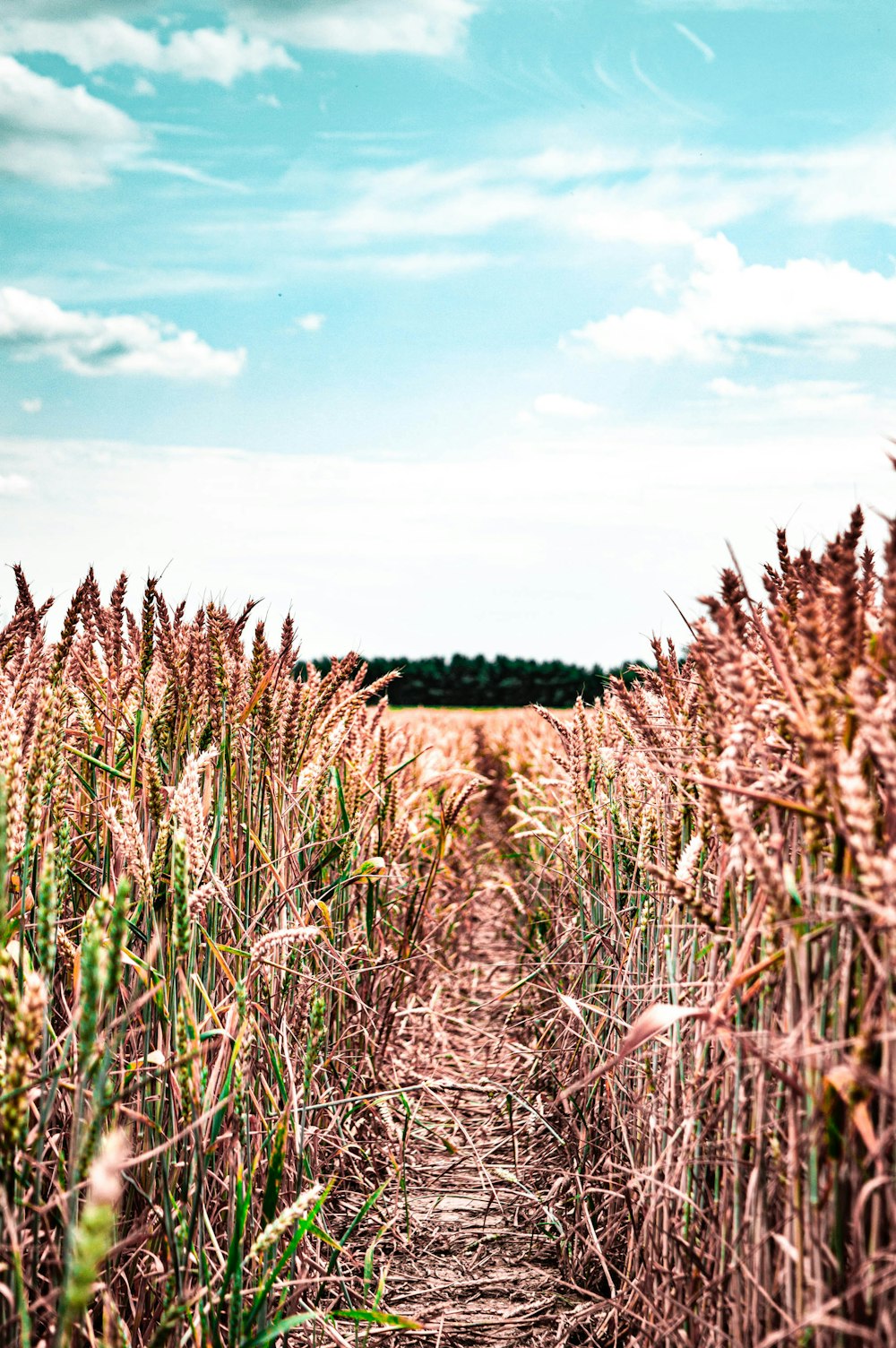 corn fields during daytime