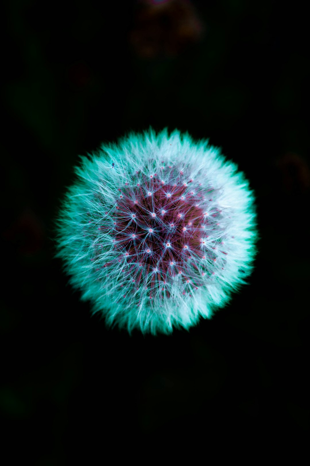 dandelion flower