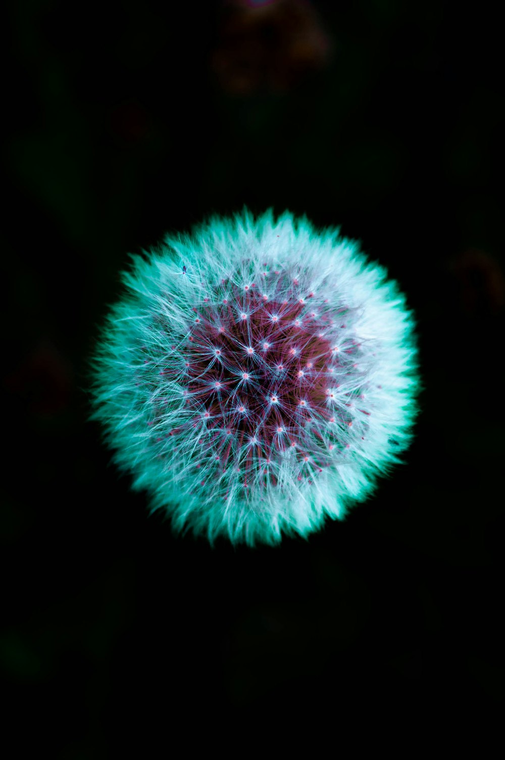 dandelion flower