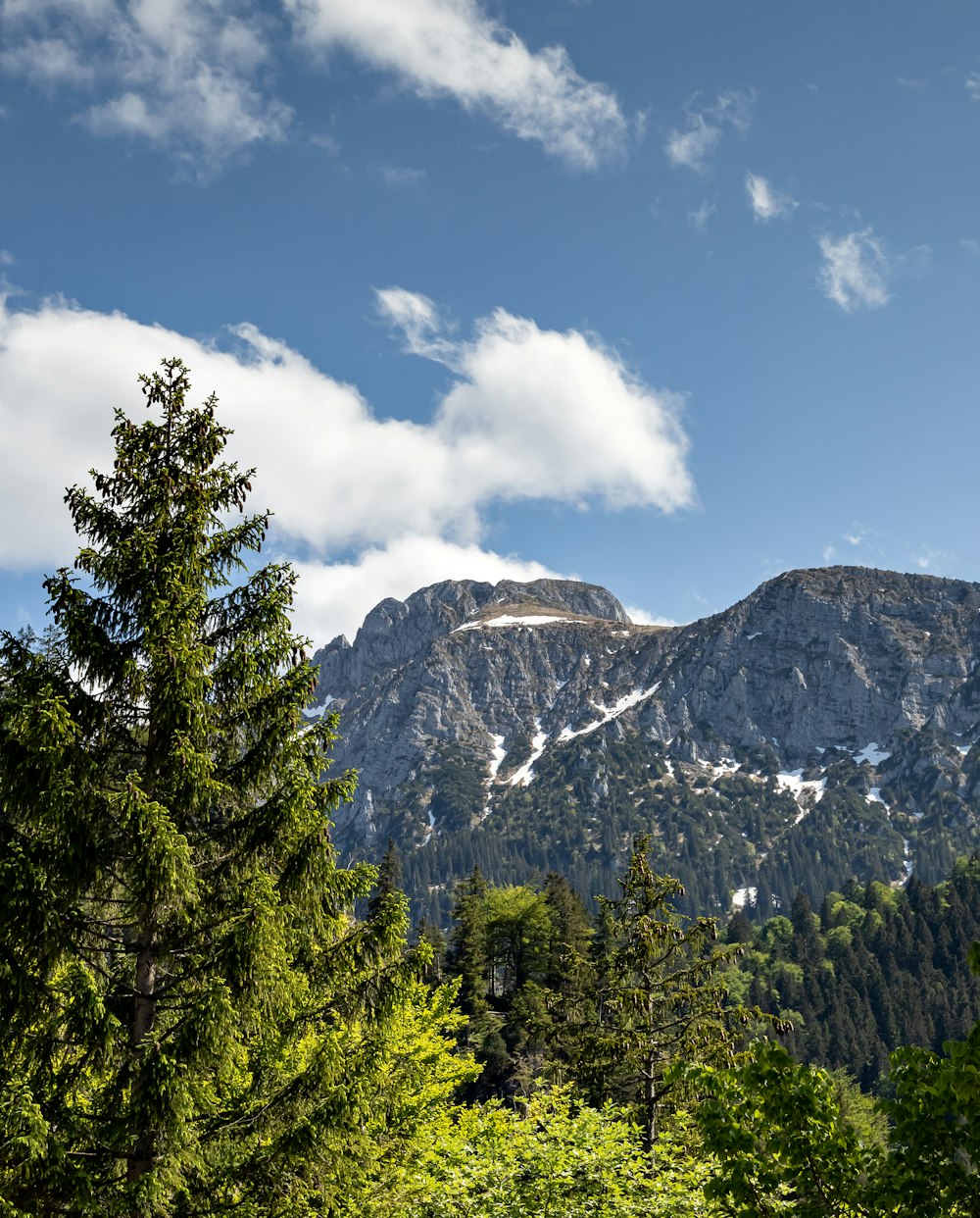 landscape photography of green trees and mountain