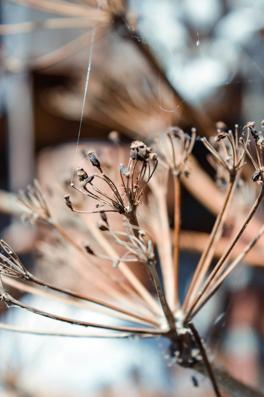 brown twigs