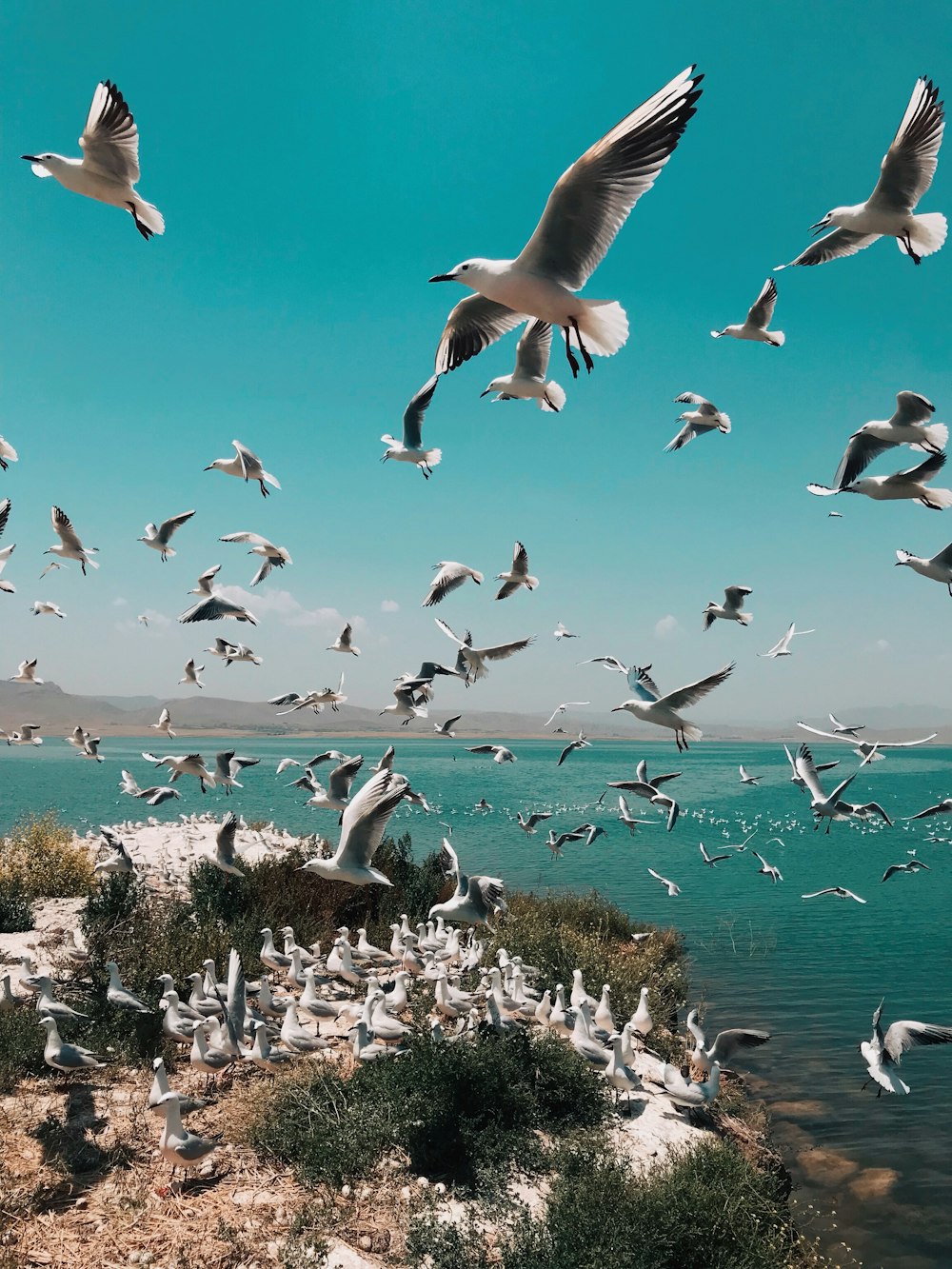 a flock of seagulls flying over a body of water