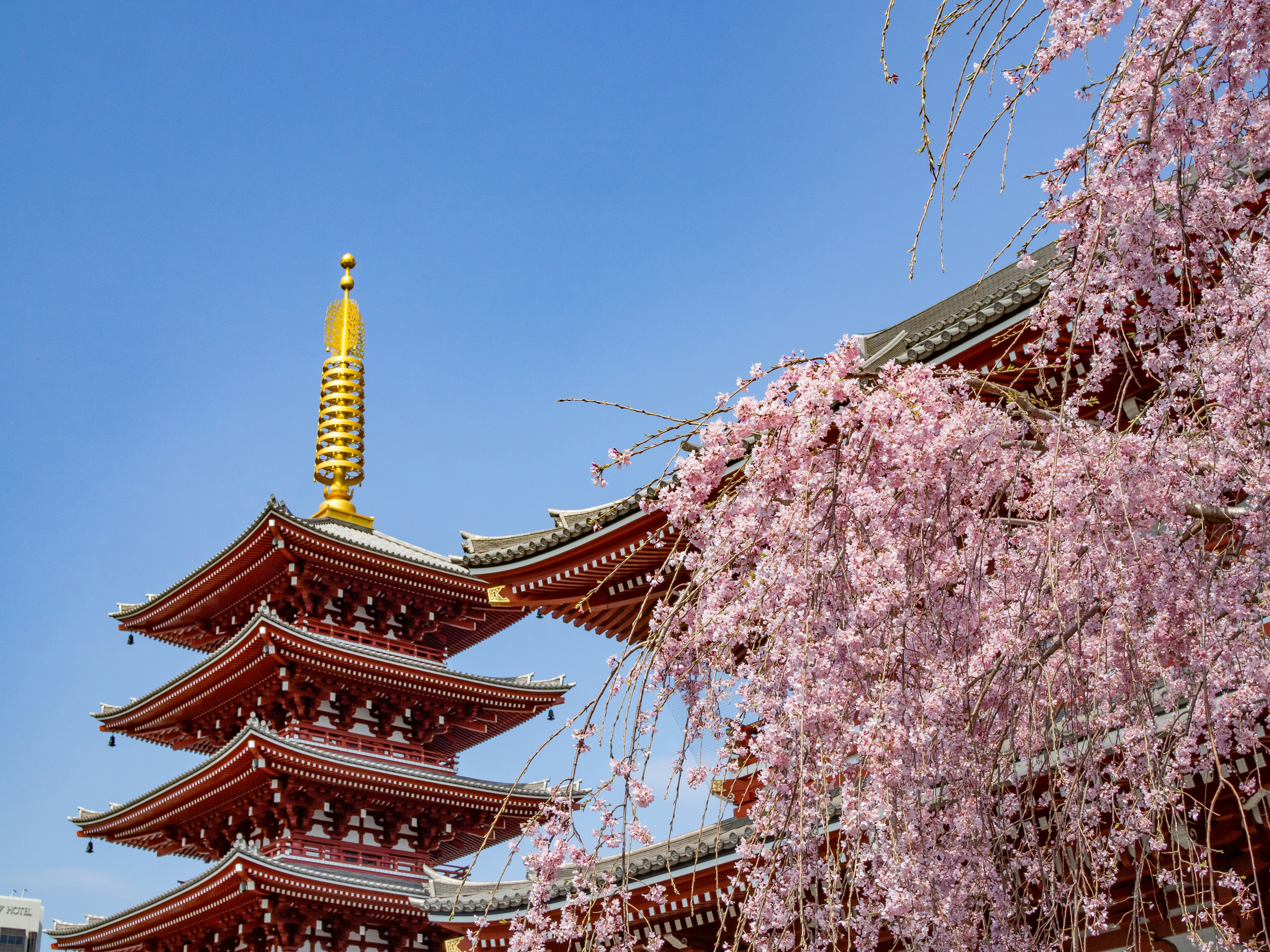 pink petaled flower trees near