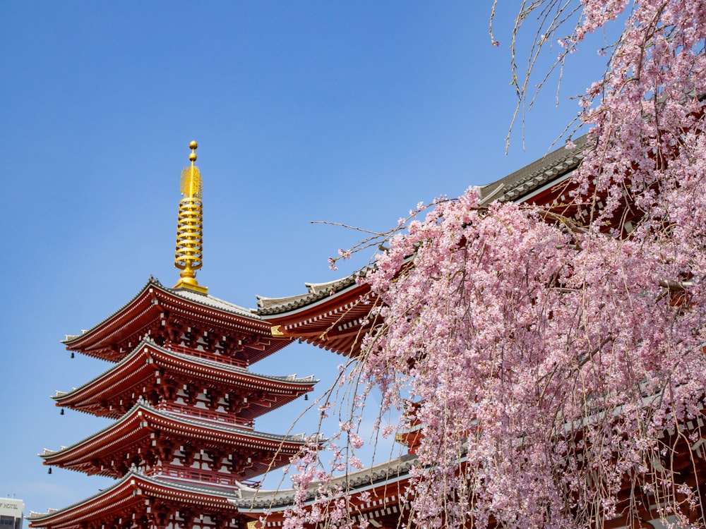 pink petaled flower trees near