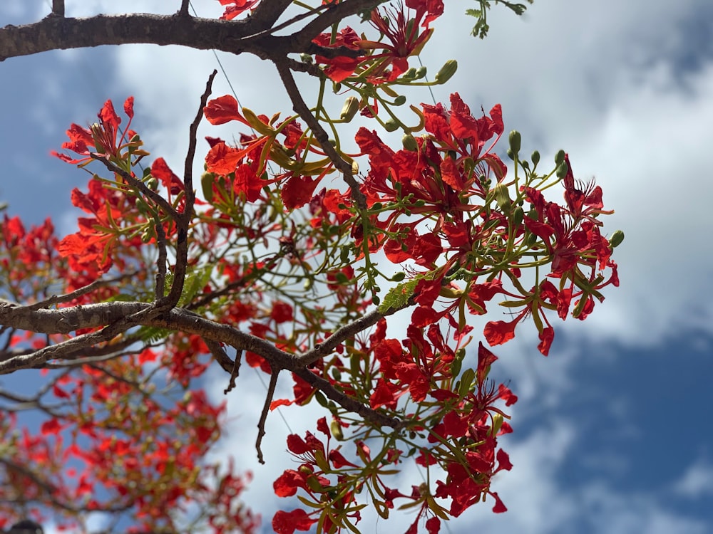 red tree