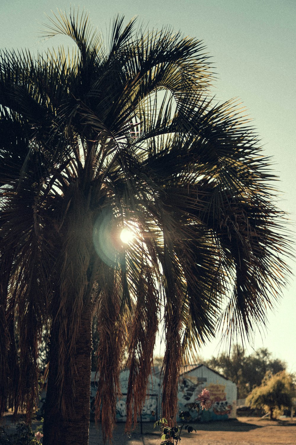 palm tree near a house during daytime