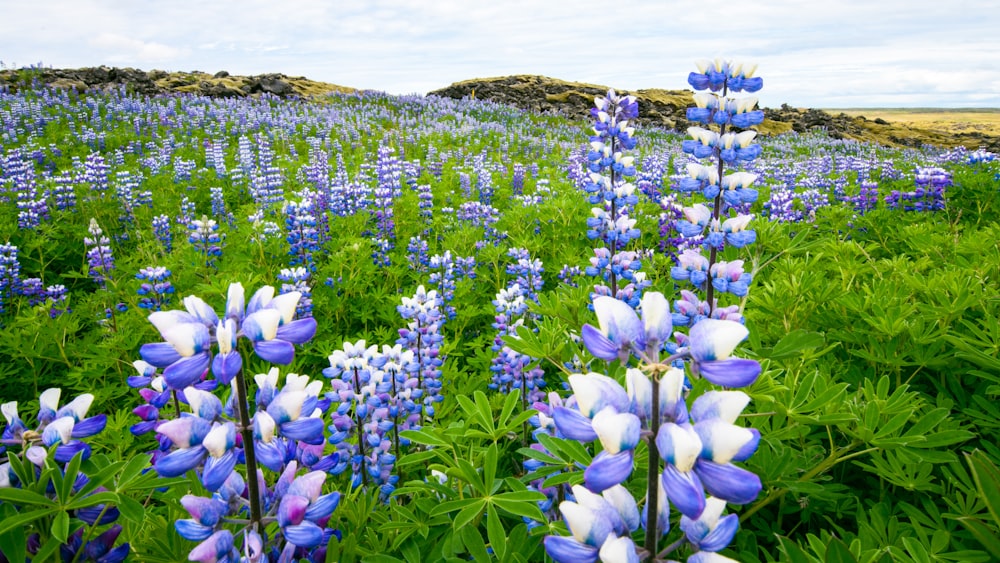 bed of white-and-blue-petaled flowers during daytime