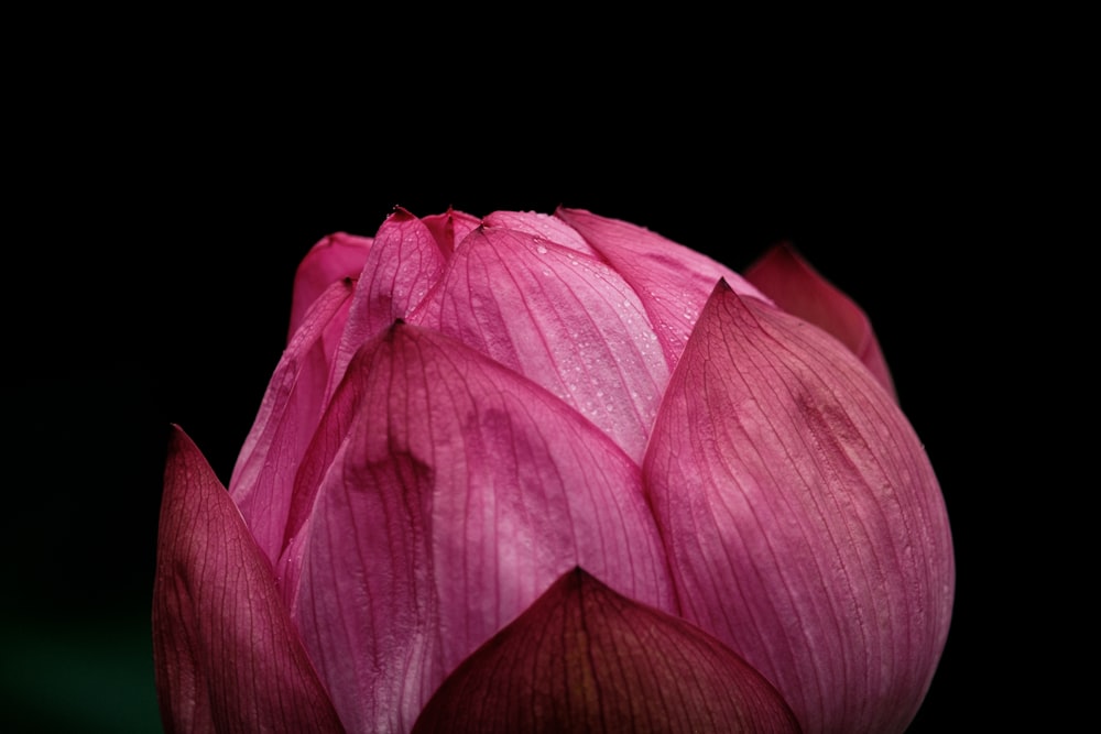 pink lotus flower