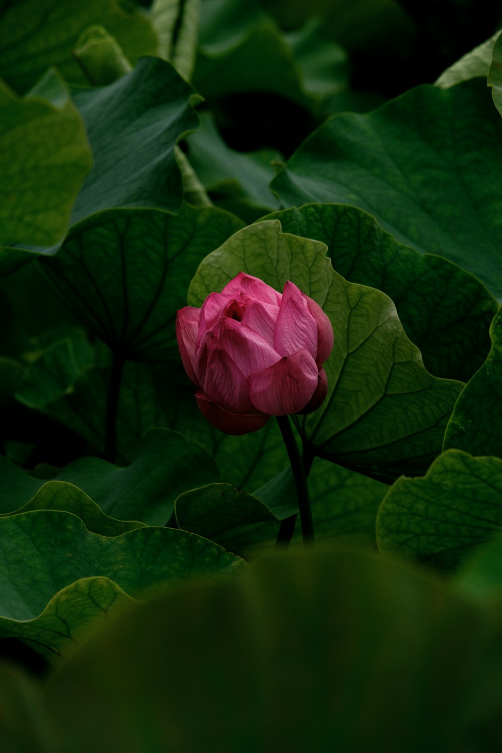 purple petaled flower