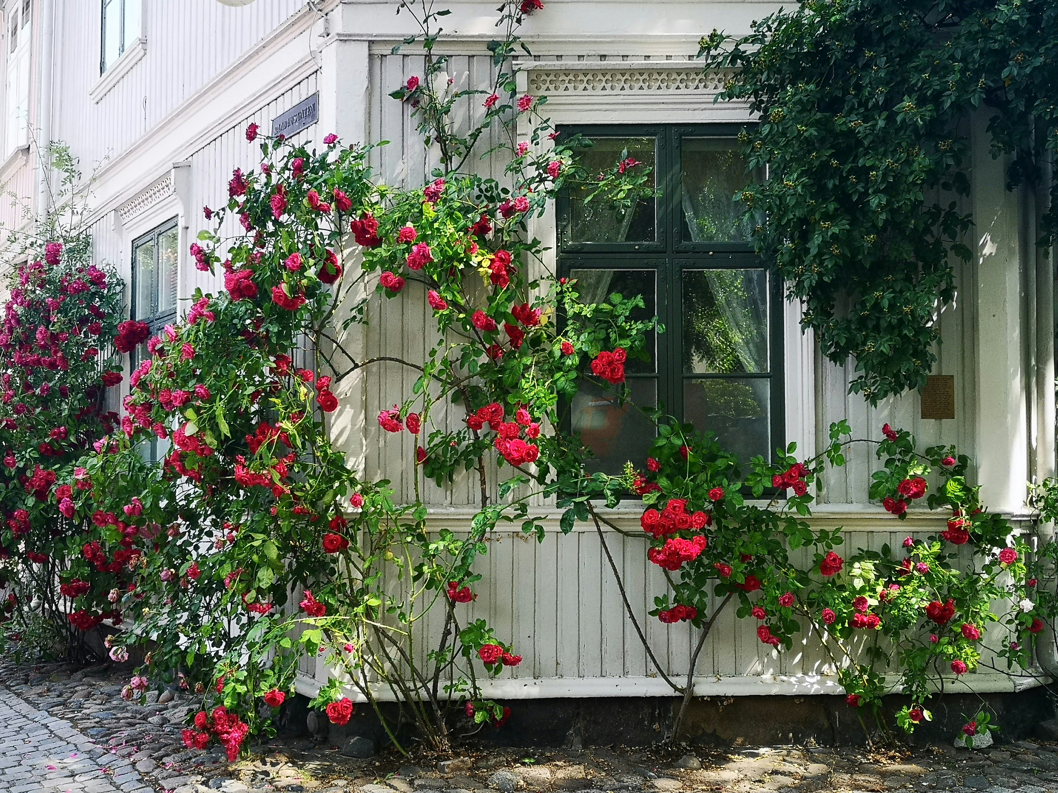 ツタのある赤い花びらの花の写真 Unsplashで見つけるバラの無料写真