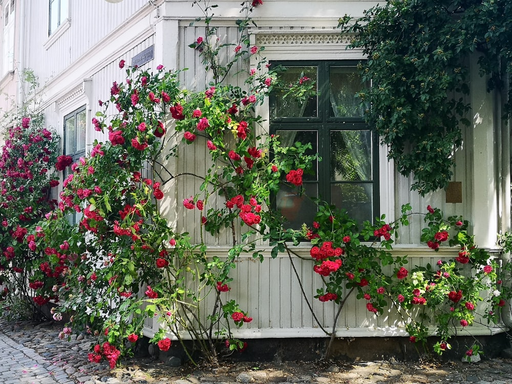 red-petaled flowers with vines