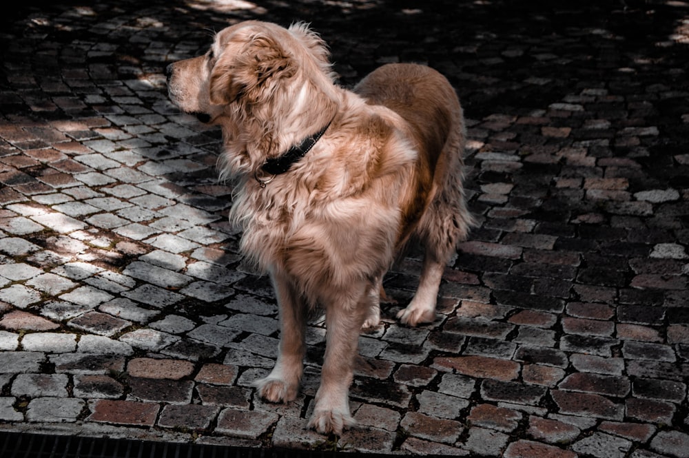 adult golden retriever on focus photography