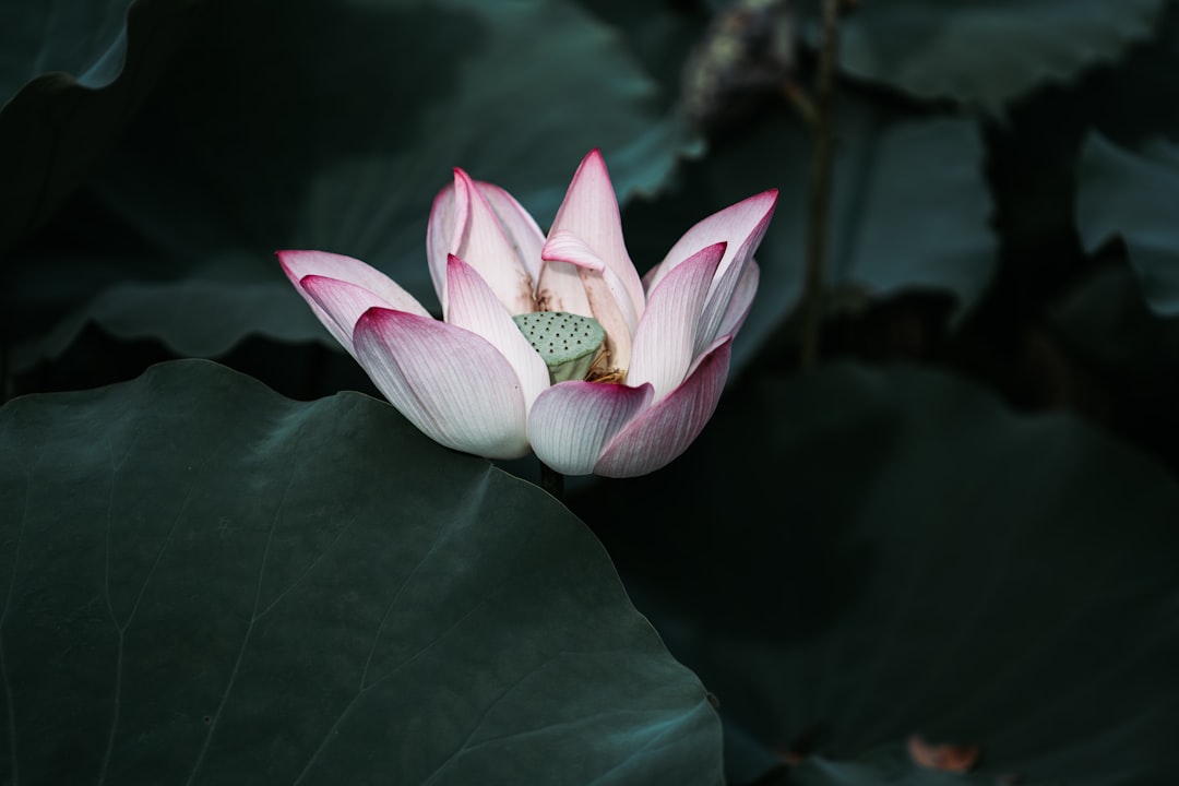 pink and white petaled flower during daytime