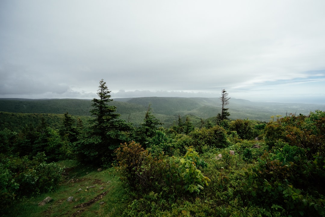 green trees