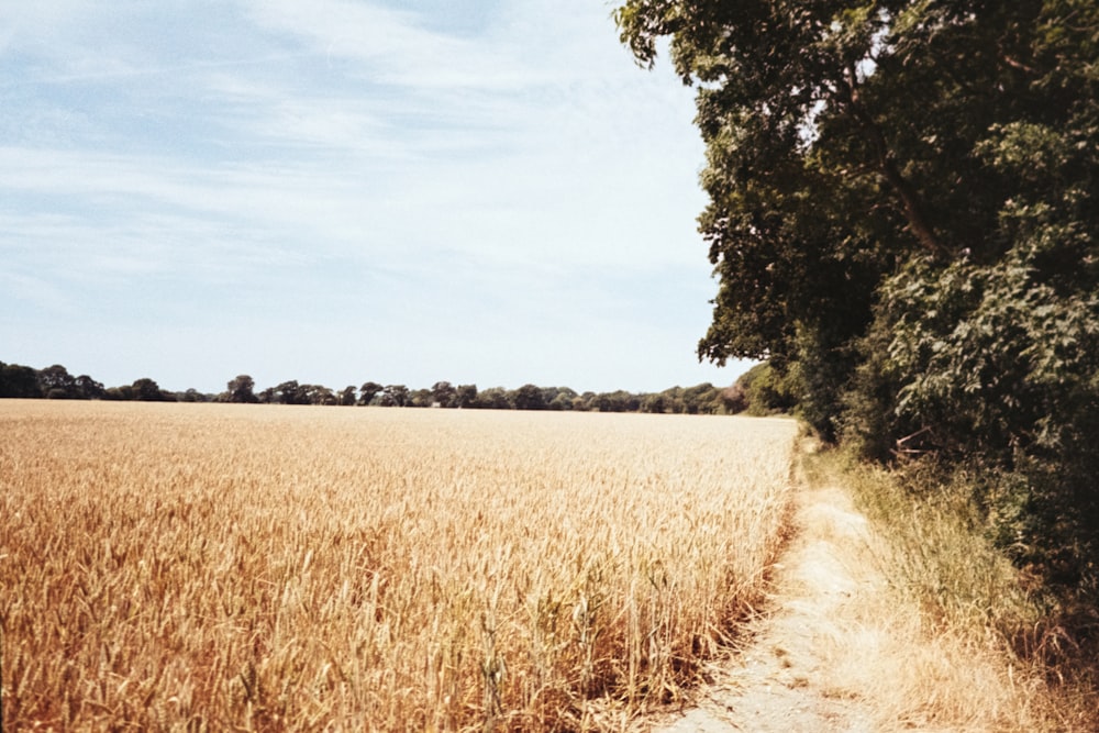 wheat field during daytime