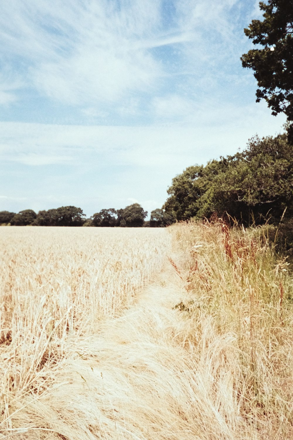 crop field