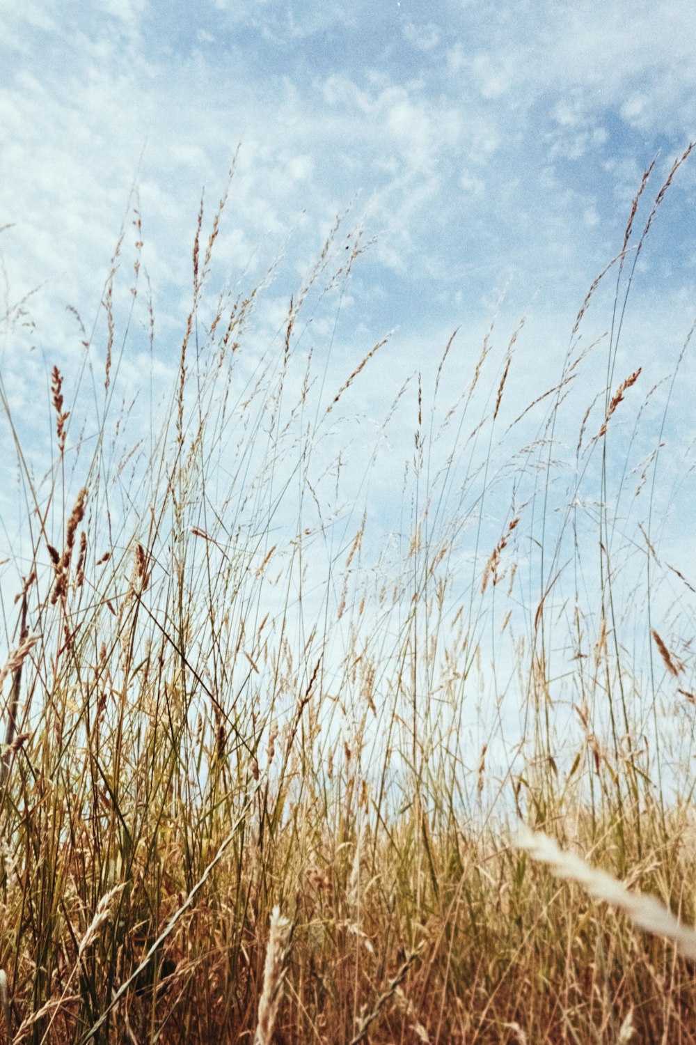 a field of tall grass with a blue sky in the background