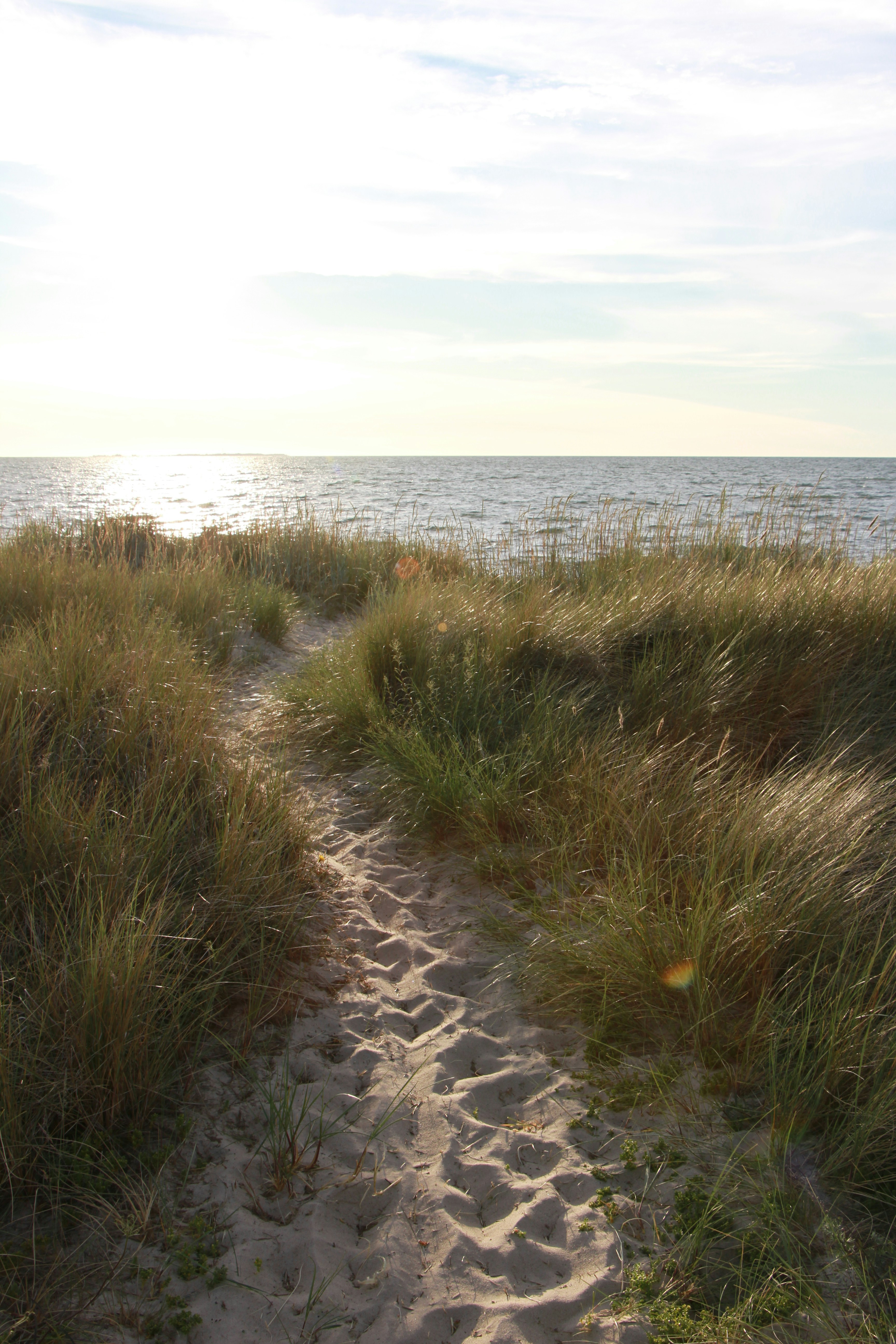 pathway between grasses towards ocean