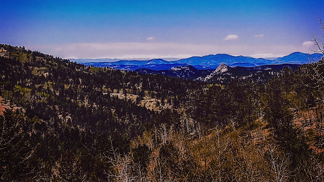 landscape photo of of trees