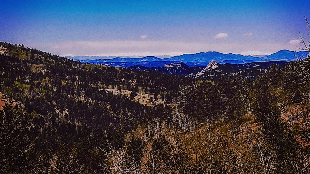 landscape photo of of trees