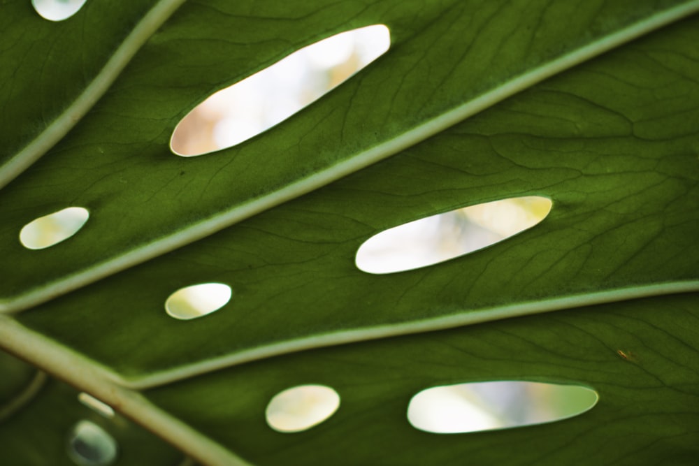 a close up of a large green leaf