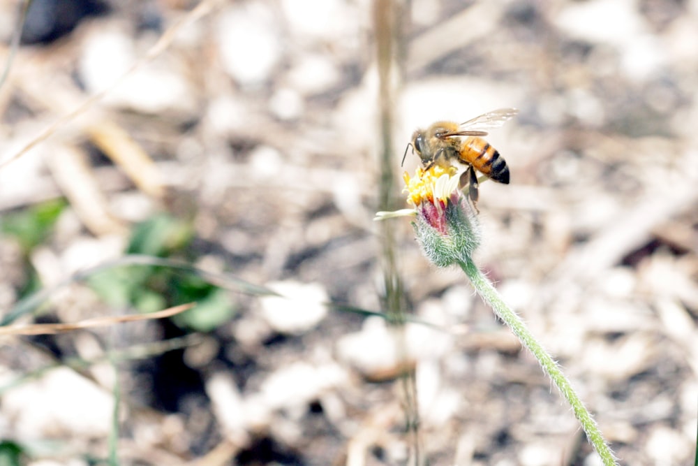 honey bee perching on flower