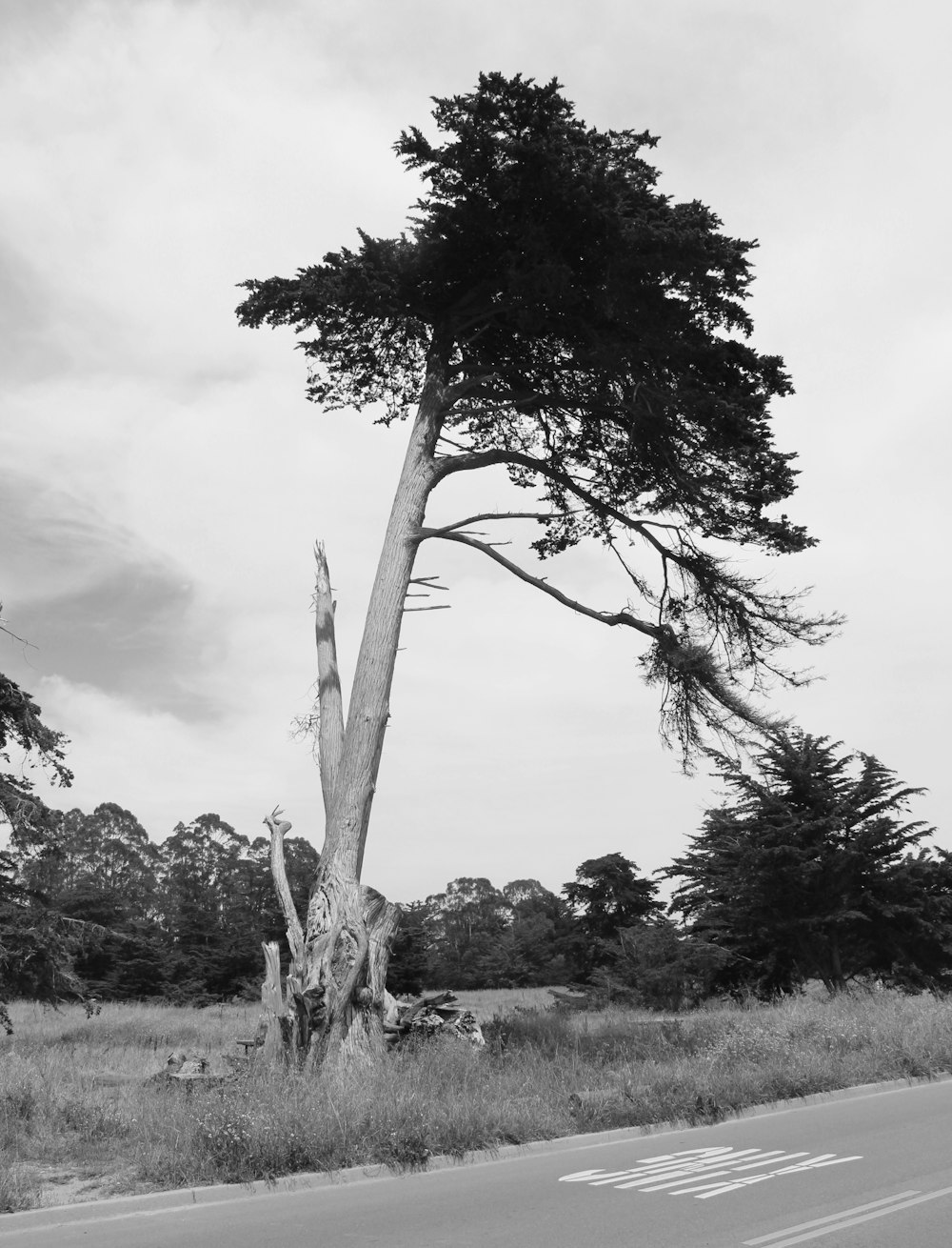 grayscale photo of green-leafed tree beside gray pavement road