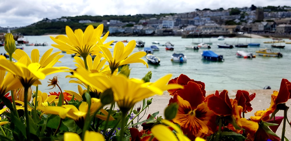 bed of orange-and-yellow-petaled flowers near body of water