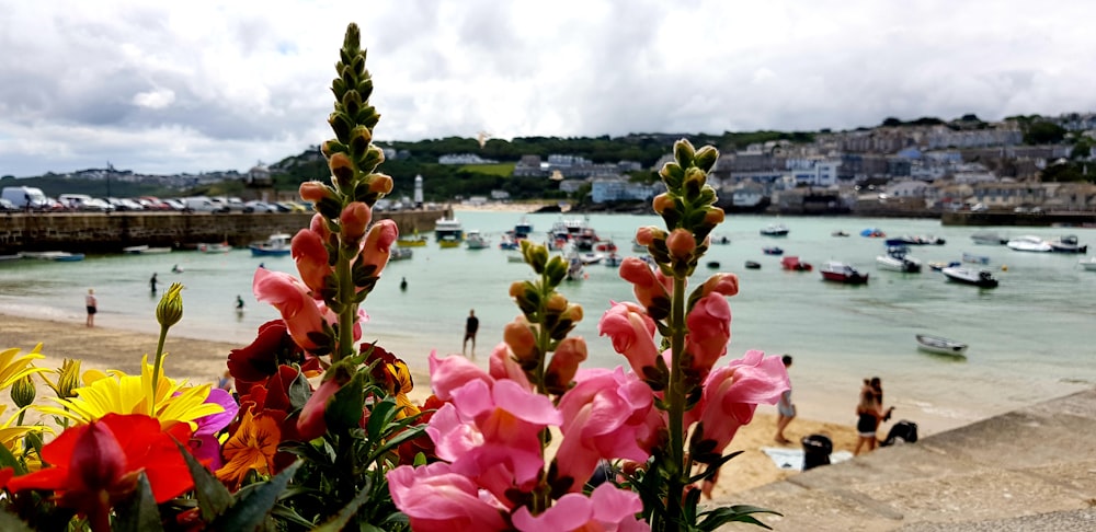 a bunch of flowers that are by the water