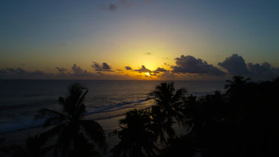 Sunset casting golden hues over the calm sea with silhouettes of palm trees on the shore.