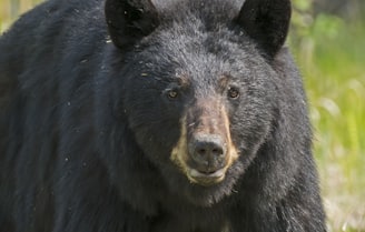 black grizzly bear in close-up photography