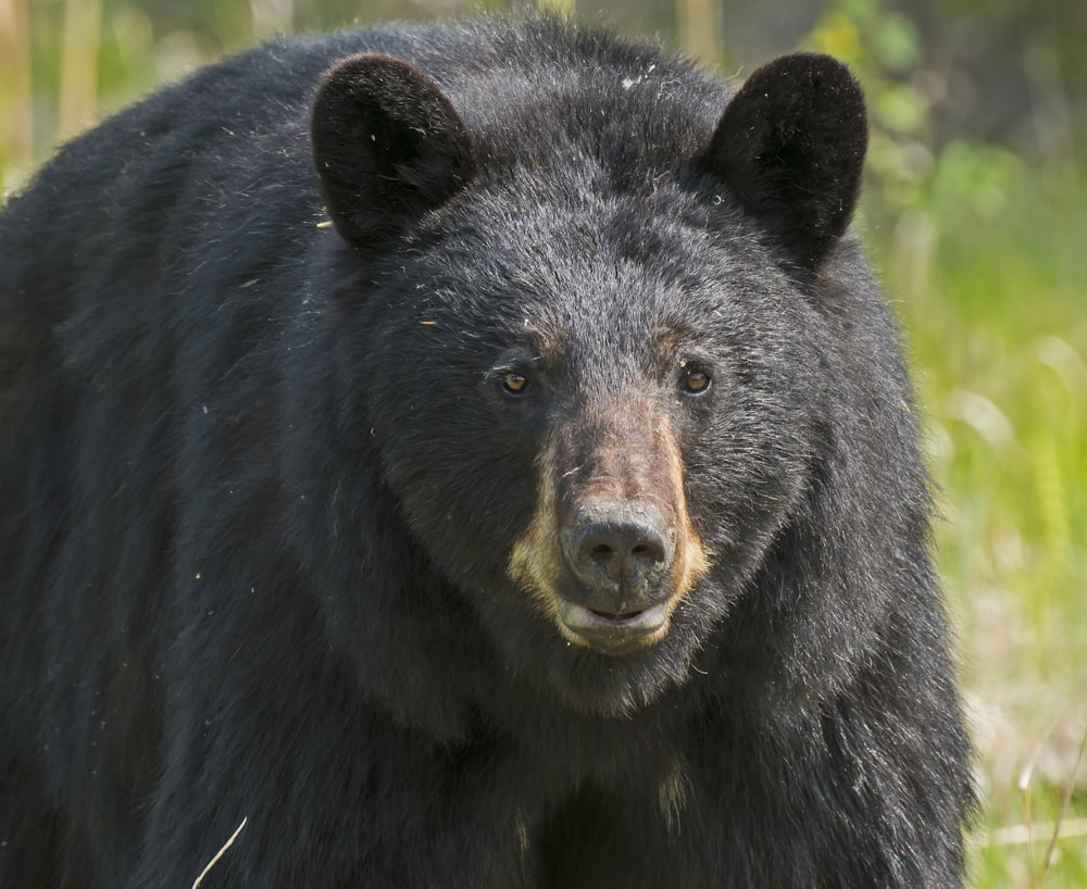 black grizzly bear in close-up photography