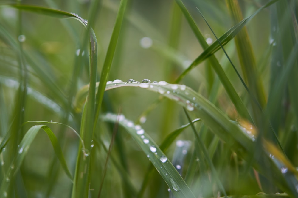 water drops on green grasses