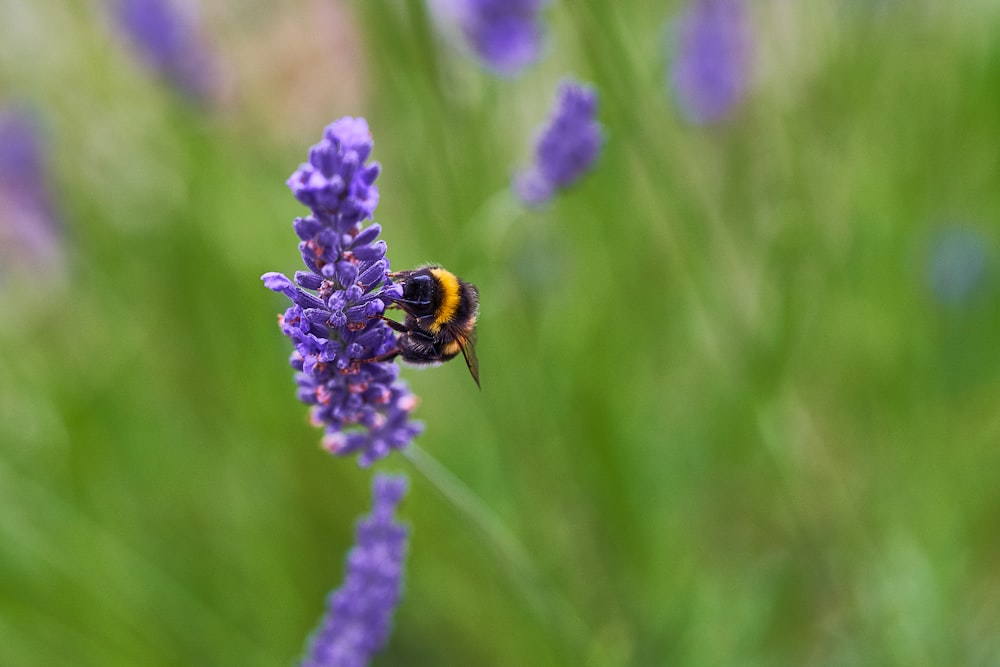 Selektives Fokusfoto einer Biene, die auf einer lila Blume sitzt