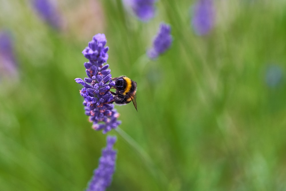 보라색 꽃에 앉아있는 꿀벌의 선택적 초점 사진