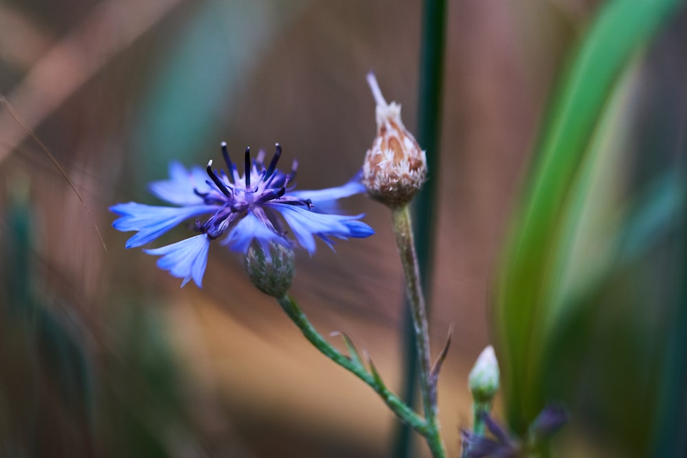 blue-petaled flower