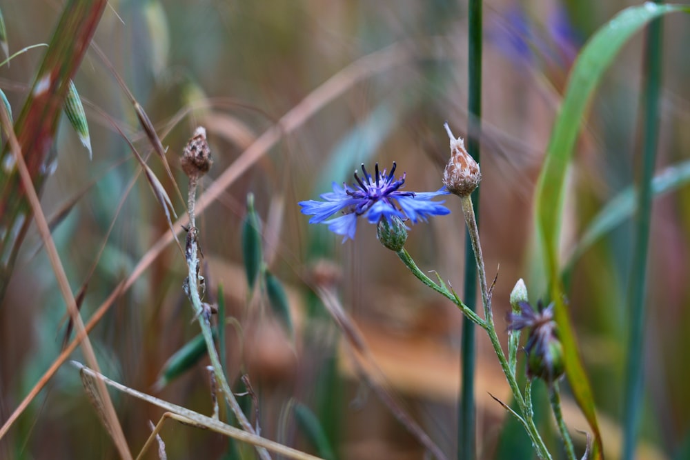 blue-petaled flower