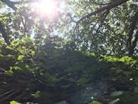 Sunlight filtering through trees during an outdoor community gathering, creating a peaceful atmosphere.