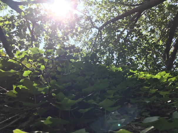 Sunlight filtering through the trees onto the peaceful courtyard of Geeta Bhawan Ashram.