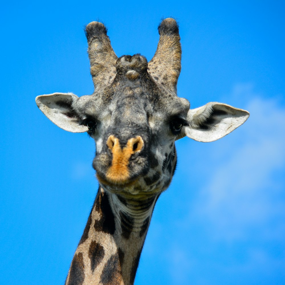 closeup photo of giraffe