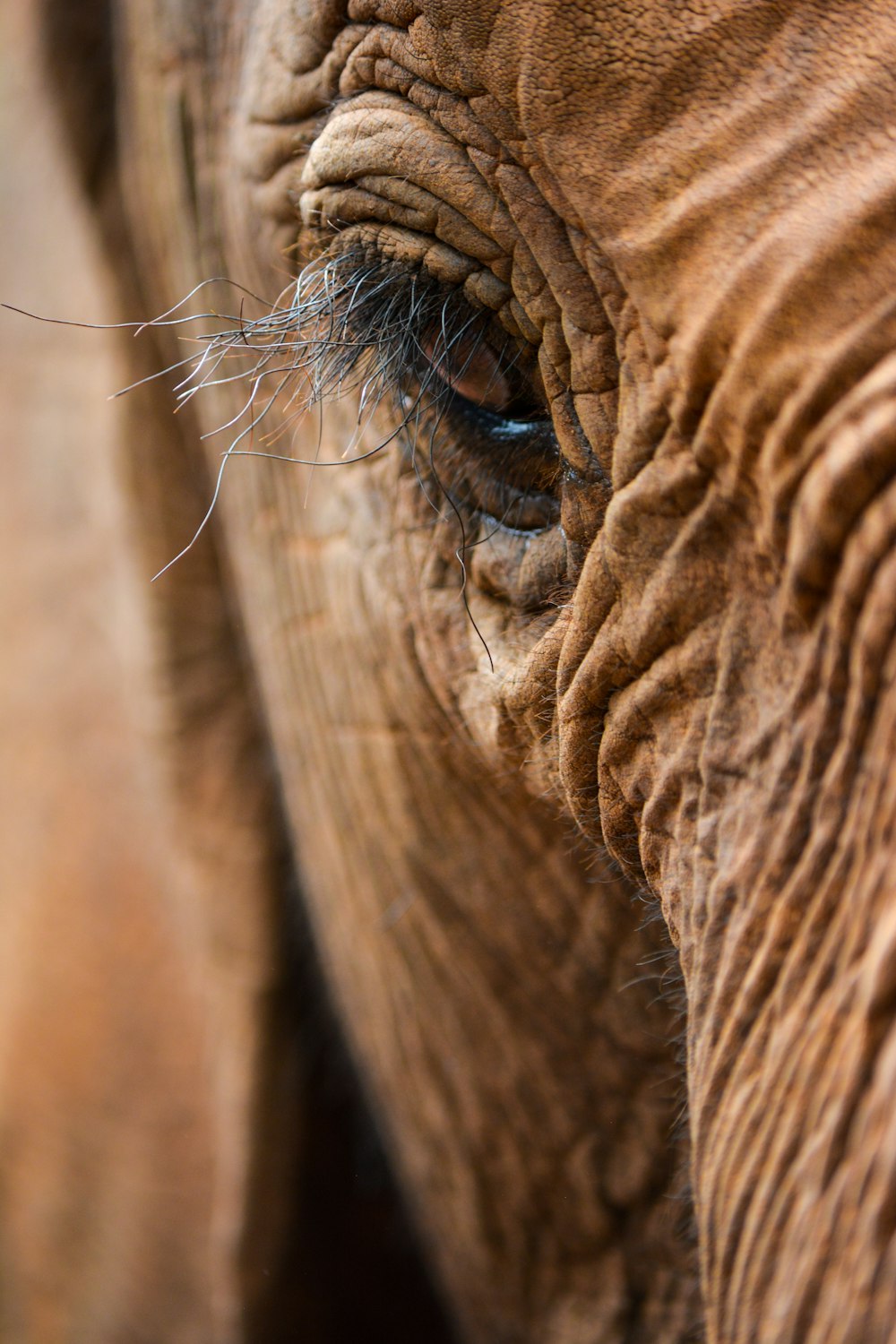 elefante marrón