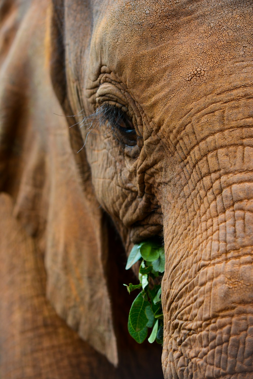 a close up of an elephant with a plant in its mouth