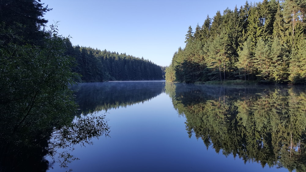 lake in forest