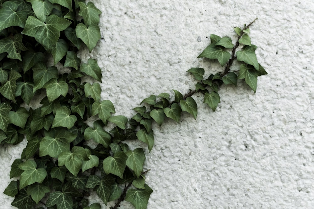 green-leafed vine plant