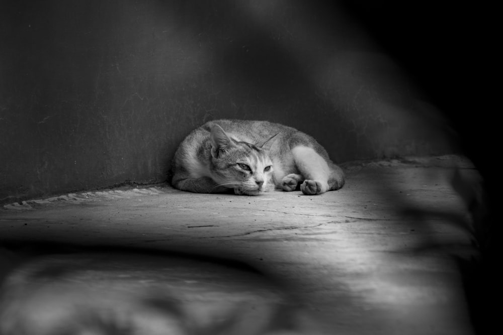 cat lying near wall