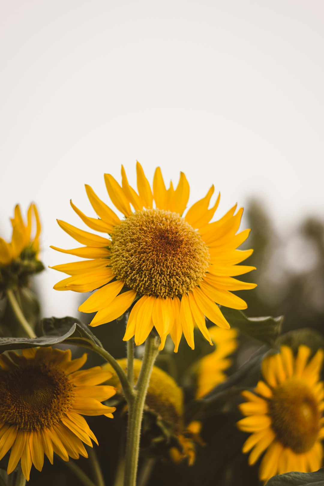 sunflower field during day