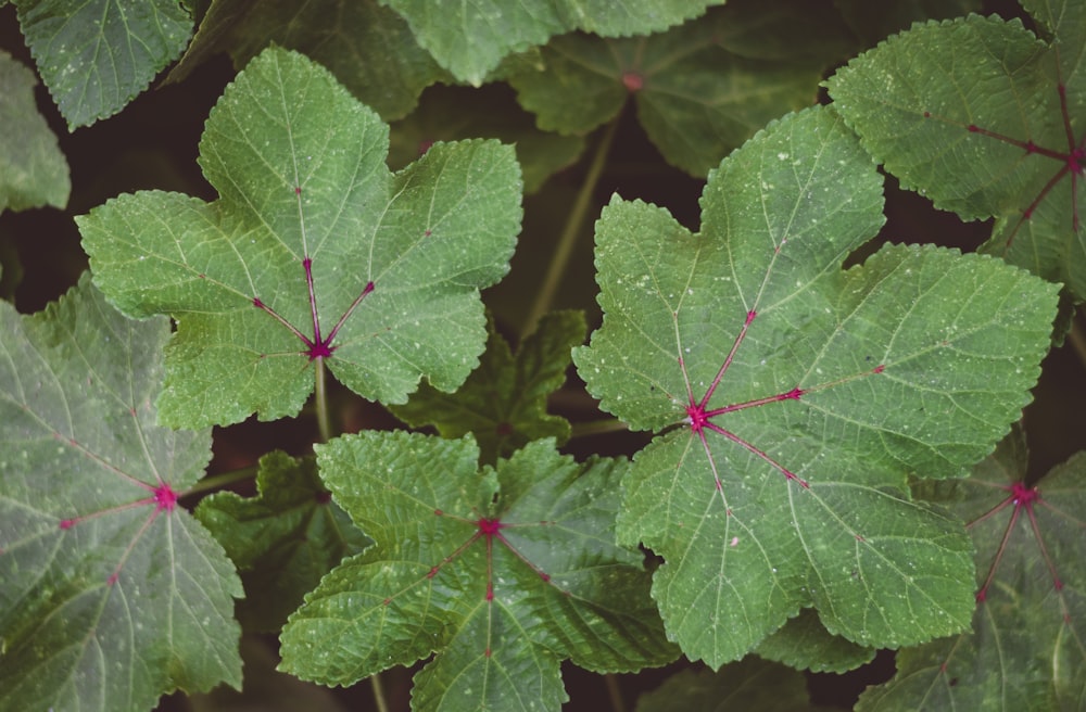 green palmate leaves